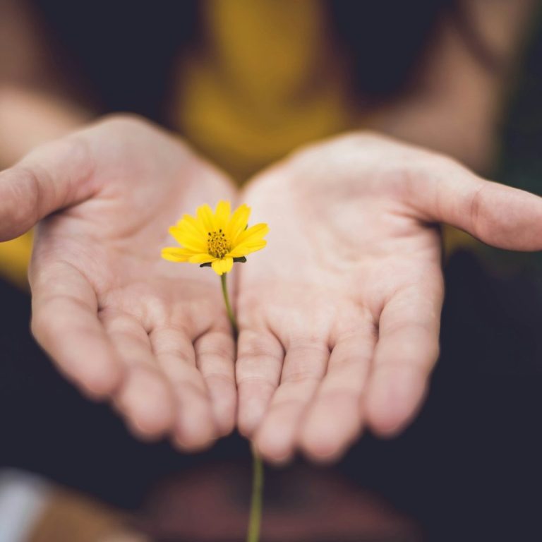 Hände halten eine gelbe Blume in der Mitte, umgeben von unscharfem Hintergrund.